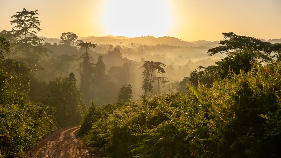 Sunrise over rainforest.