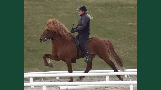 Foto av en islandshäst med ryttare som töltar på rundbana utomhus.