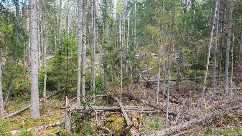 En tät skog med höga, smala träd. Skogsmarken är täckt av fallna grenar och stockar, samt fläckar av grön mossa och gräs. Några träd är brutna eller har fallit och ligger horisontellt över marken. I bakgrunden syns fler träd som sträcker sig långt in i skogen och skapar djup i bilden. Foto.