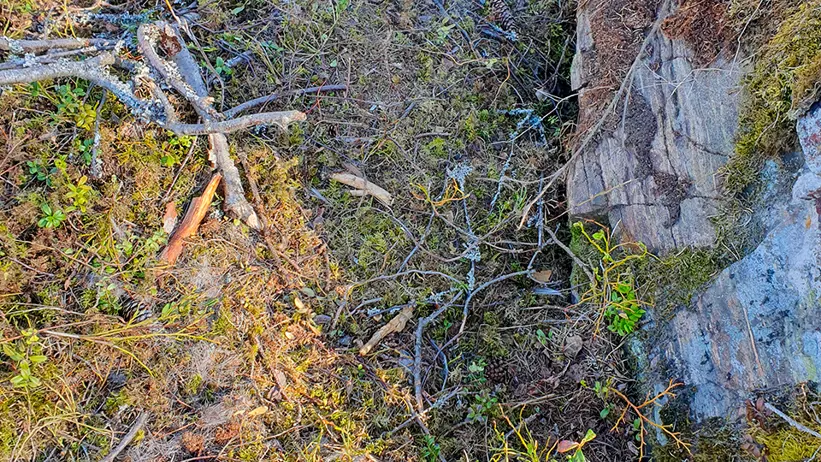 Skogsbädd med en blandning av jord, små växter och mossa. Flera trädrötter och grenar ligger utspridda över marken. På höger sida finns en stor sten delvis täckt av mossa. Solljus filtreras genom träden och skapar ljusa och skuggiga partier på marken. Foto.