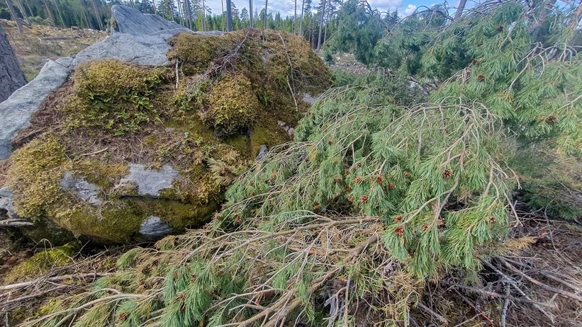 kogsscen med ett stort mossbeklätt stenblock i förgrunden. Ett omkullfallet träd med gröna barr och små röda bär ligger över stenen. I bakgrunden står höga tallar upprätt, och himlen är delvis molnig med blå fläckar. Marken är täckt av olika växter och grenar. Foto.
