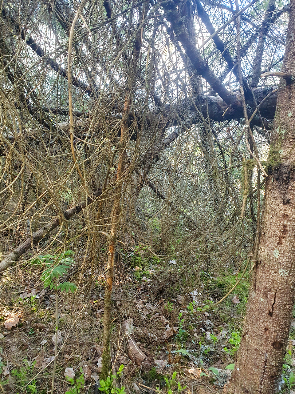 En tät skog med ett omkullfallet träd som har många döda grenar och kvistar. Marken är täckt av löv, mossa och små växter. Solljus sipprar genom grenarna och skapar ett spel av ljus och skuggor i scenen. Foto.