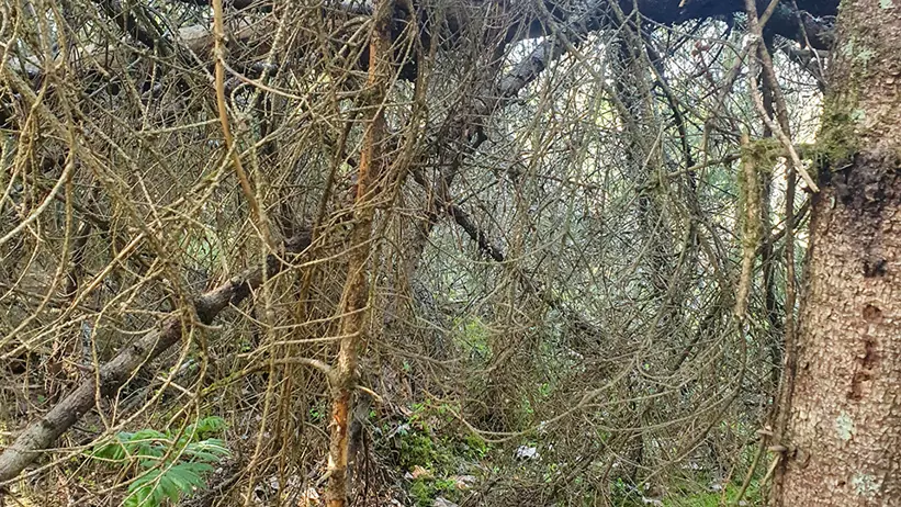 En tät skog med ett omkullfallet träd som har många döda grenar och kvistar. Marken är täckt av löv, mossa och små växter. Solljus sipprar genom grenarna och skapar ett spel av ljus och skuggor i scenen. Foto.