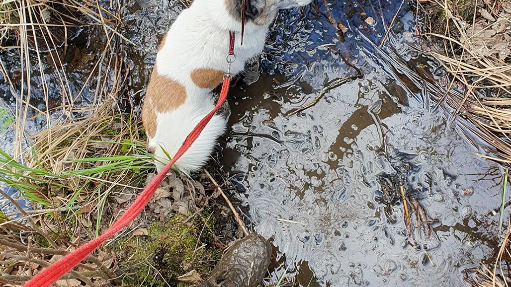 En liten vit hund med bruna fläckar står i en lerig bäck, kopplad med ett rött koppel. Området runtom är fyllt av högt gräs och torkad vegetation. Foto.