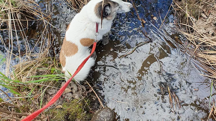 En liten vit hund med bruna fläckar står i en lerig bäck, kopplad med ett rött koppel. Hundens ägare, klädd i svarta byxor och leriga stövlar, står vid bäckens kant. Området runtom är fyllt av högt gräs och torkad vegetation. Foto.