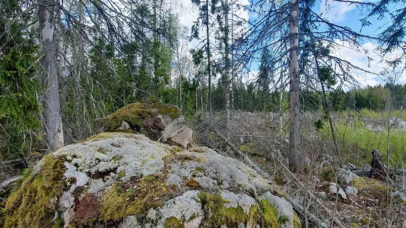 En stor mossbeklädd sten i en skogsglänta med höga, smala träd och en klarblå himmel med spridda moln i bakgrunden. Marken runt stenen är täckt av torra grenar och gles vegetation. Foto.