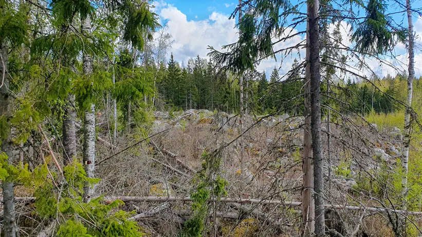 En skogsscen med en blandning av barrträd och lövträd. I förgrunden ligger flera fallna träd och grenar, medan bakgrunden visar en tät skog med grön lövverk. Himlen är delvis molnig med blå partier synliga genom trädtopparna. Foto.