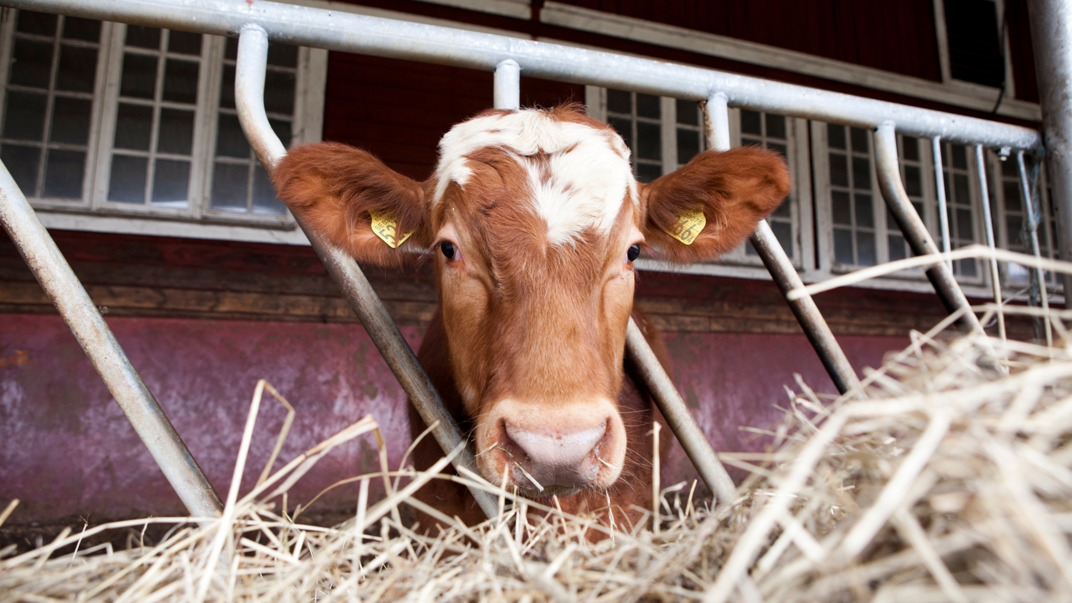 Close-up picture of a brown cow.
