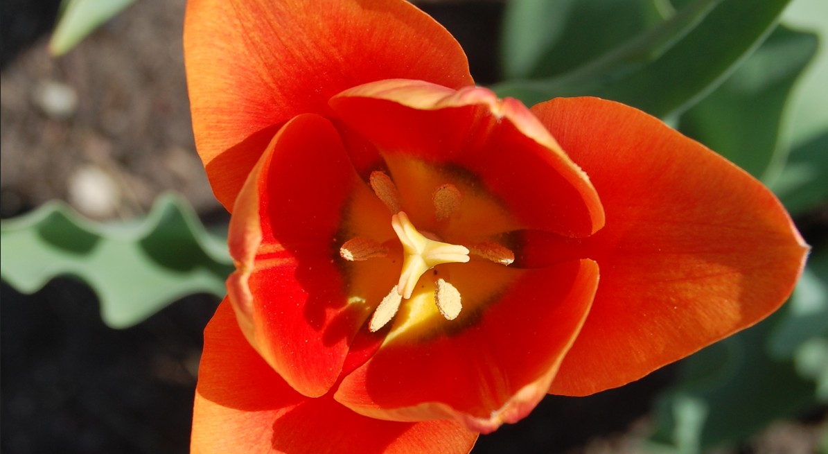 Tulpan 'Vintrie'. Foto Karin Persson, SLU
