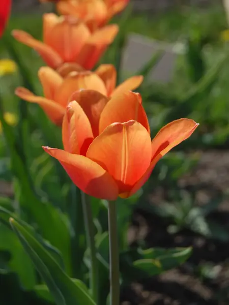 Tulpan 'Vintrie'. Foto Karin Persson; SLU
