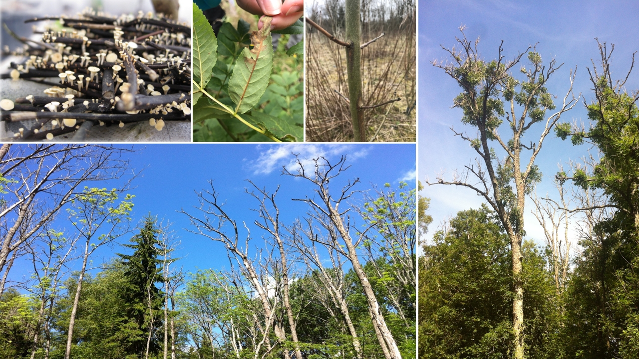 A photo collage of ash trees showing symptoms of ash dieback. Photo. 