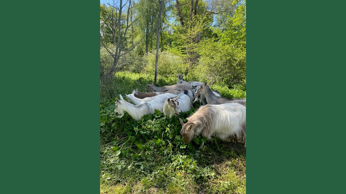 Foto av getter som betar i hage med grön växtlighet.