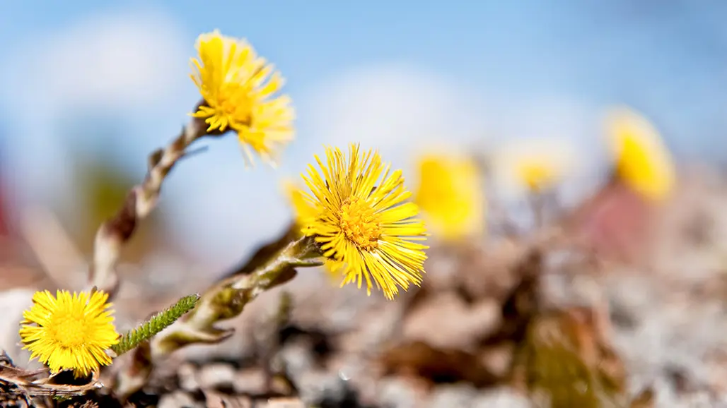 Foto på tussilago