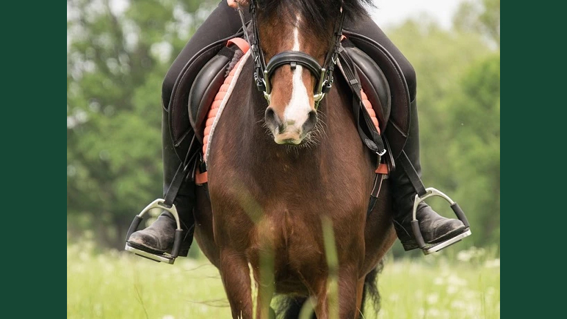 Närbild av en häst med ryttare utomhus på en äng.