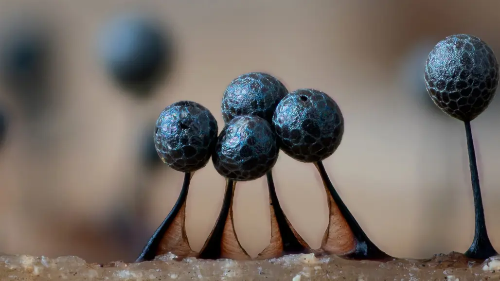 Grupp av små, blå klotformade kapslar på skaft. Foto