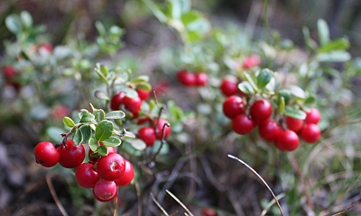 lingon Vaccinium vitis-idaea