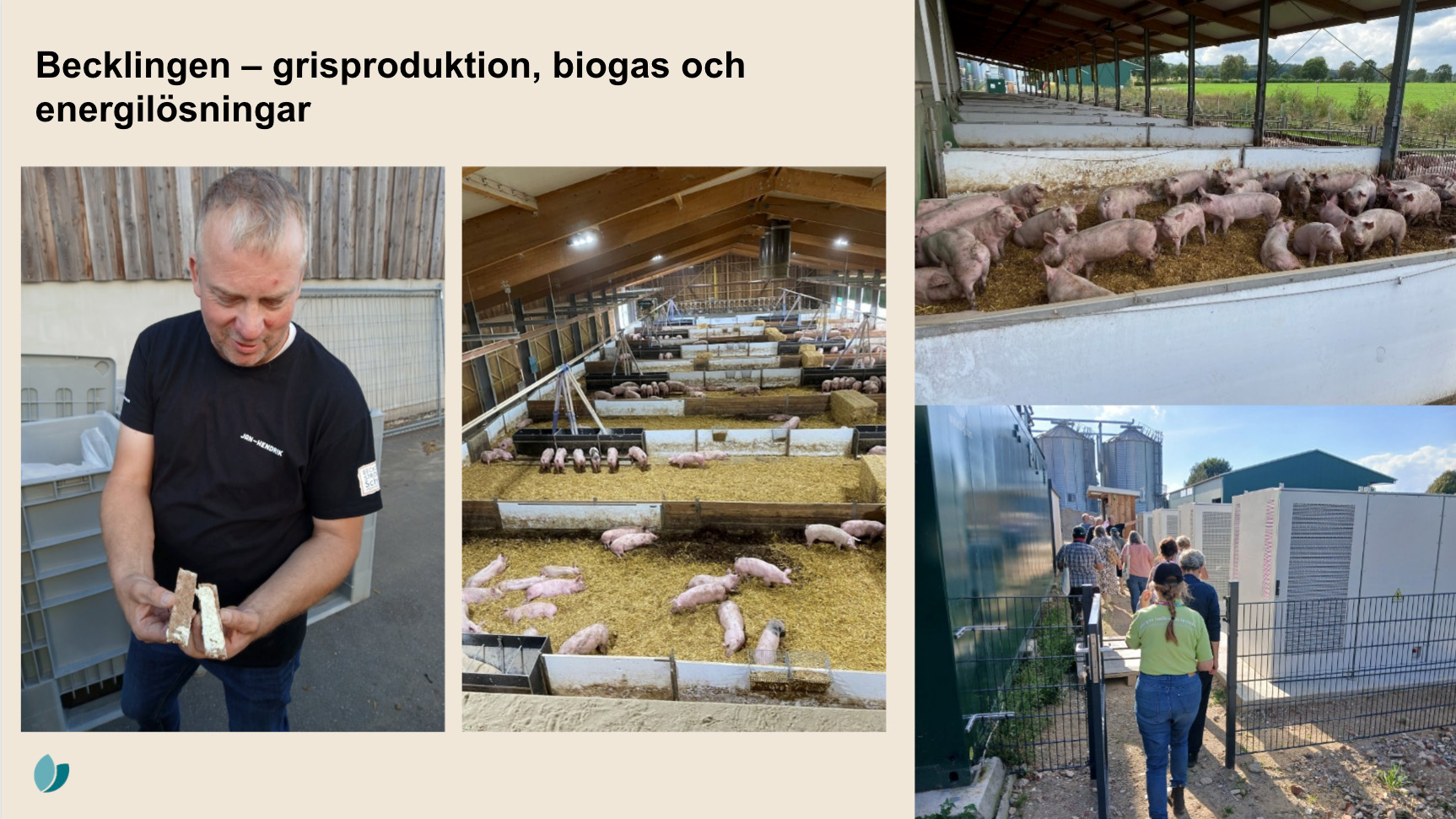 Tre bilder från gårdsbesök på en grisgård i Tyskland som visar lantbrukaren, stora boxar med frigående grisar på stall och personer som studerar energianläggningar.