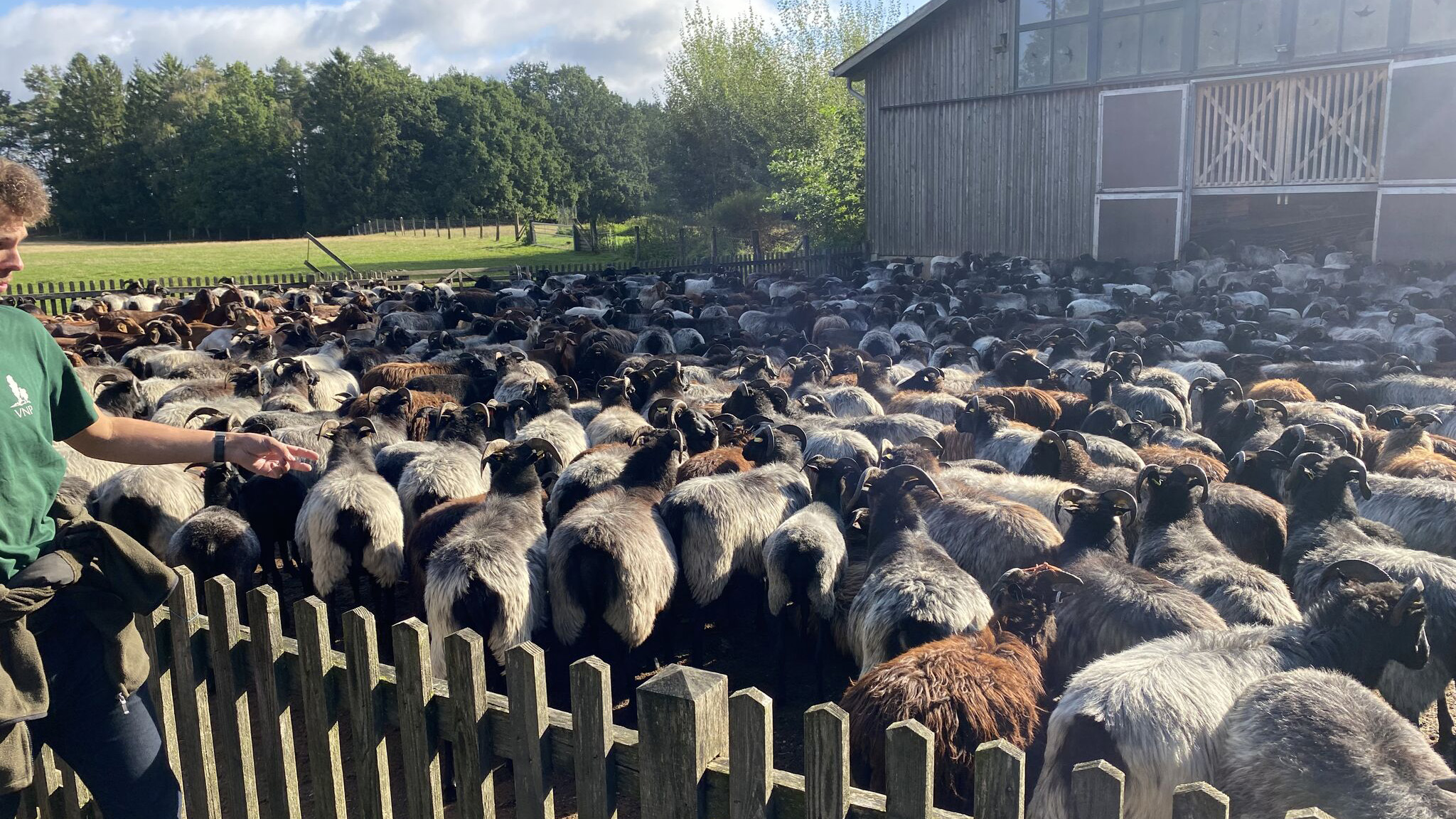 En stor flock lantrasfår i en fålla utanför fårstallet.