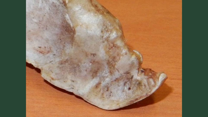 Photo of sternum in hens.
