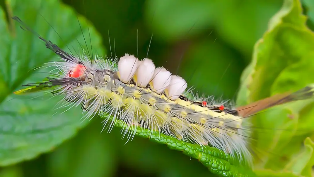 A spikey moth larvae on a leaf. Photo.