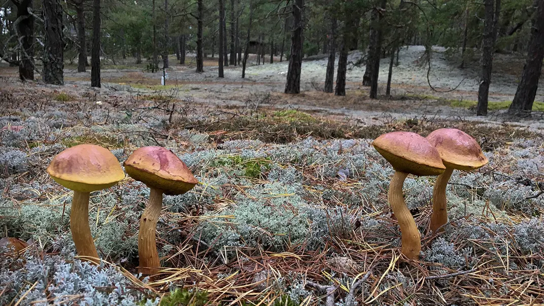 Bruna svampar på mossmark. Foto