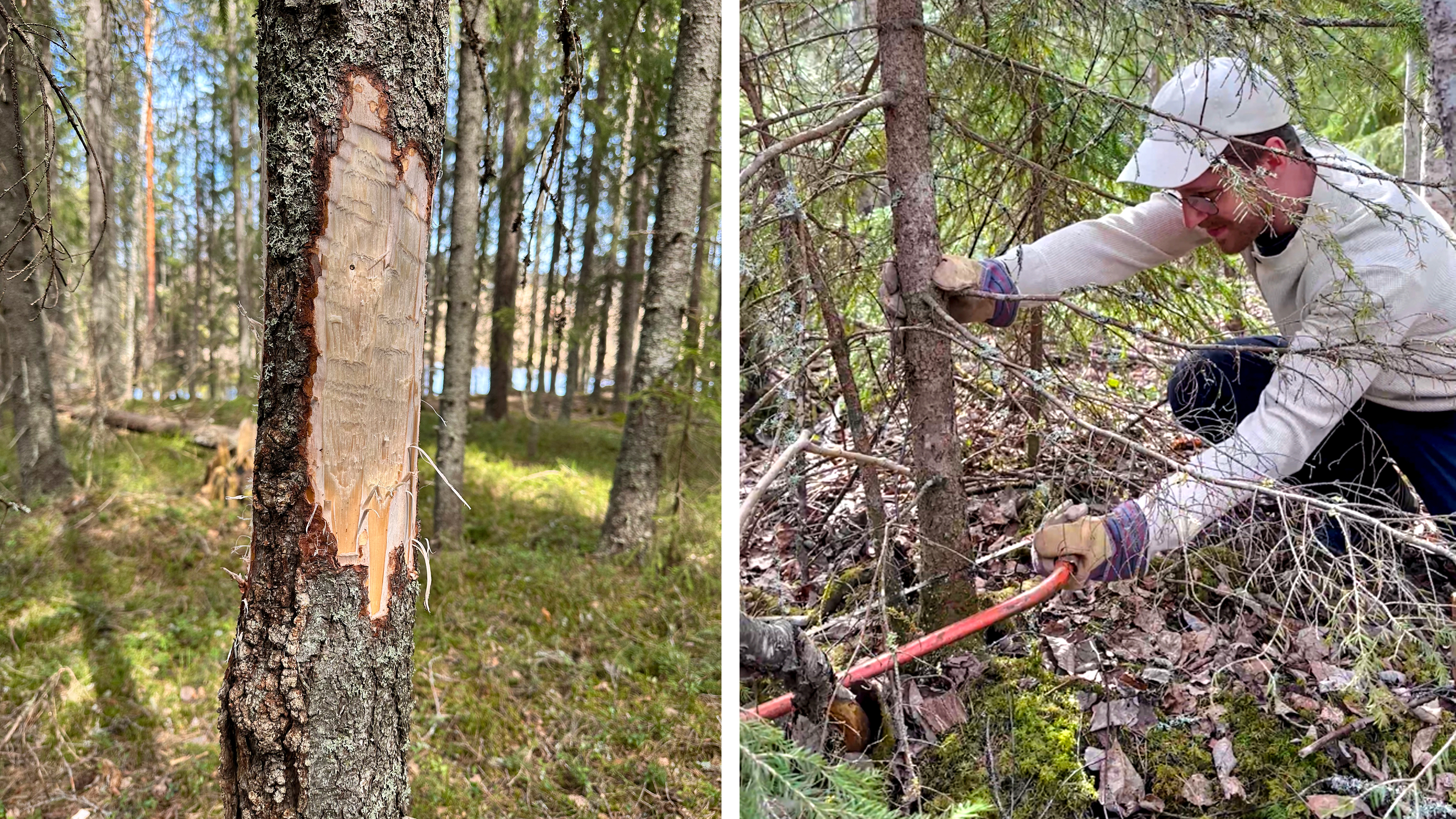 Skogsrestaurering är inte så varsamt som det kan låta. Med yxa och såg skapas de skadade och fallna träd som det är brist på i naturen. Bilder: Daniel Stjärna, Jörgen Sjögren, SLU.