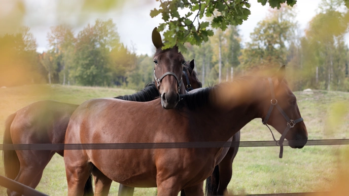 Photo of brown trotting horses outdoors in a paddock during early fall.