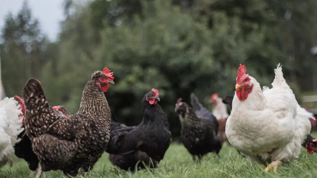 hens-of-different-colours-out-in-grass