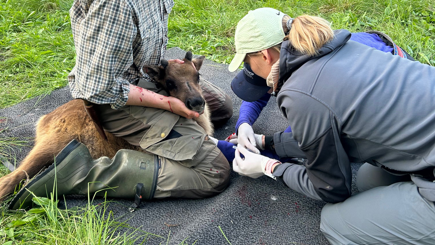 My Strömgren tar blodprov på en renkalv som hålls fast av en annan person. Foto Anna Skarin.