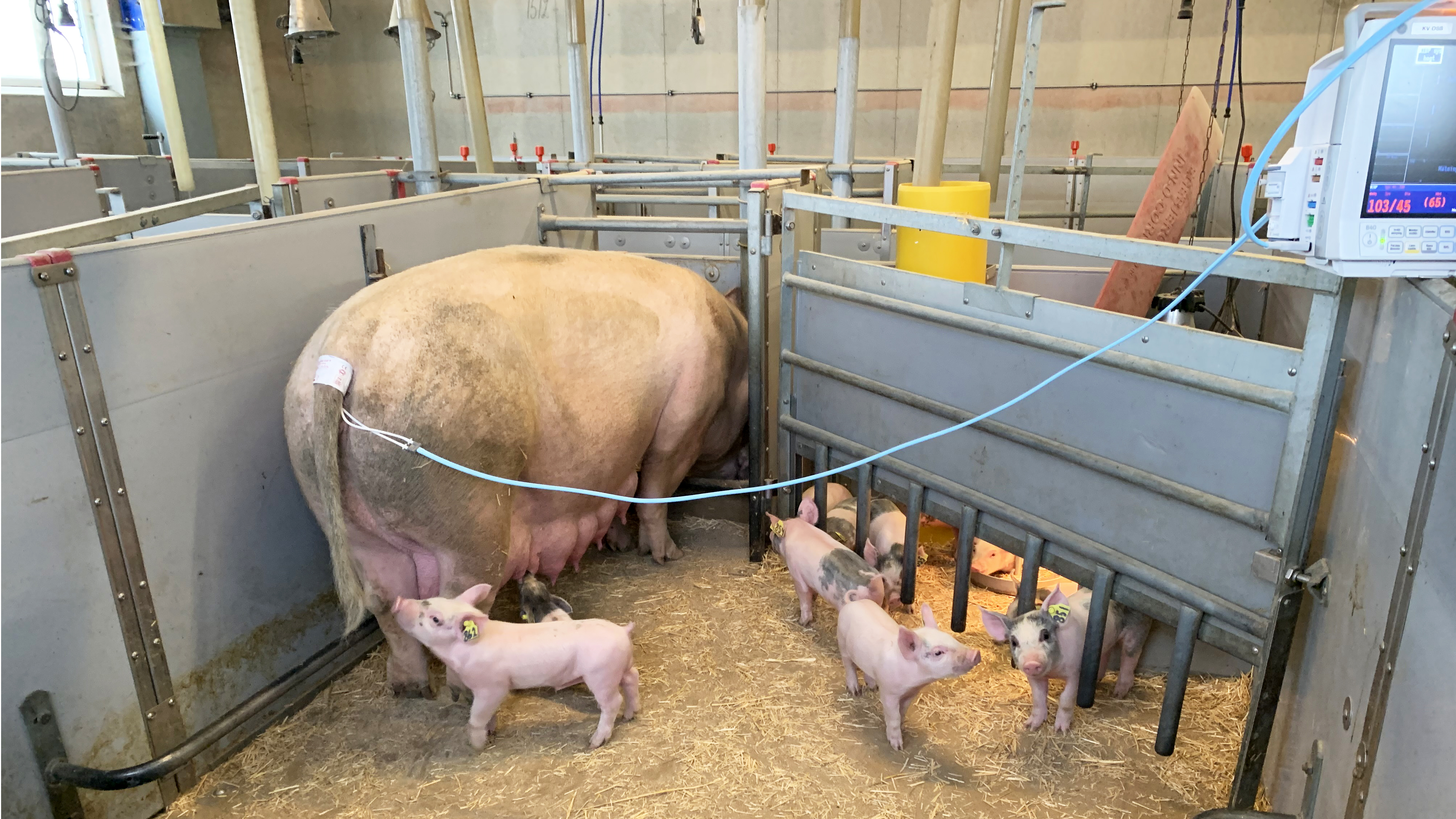 A sow with piglets. A blood pressure monitor is attached to her tail. Photo.