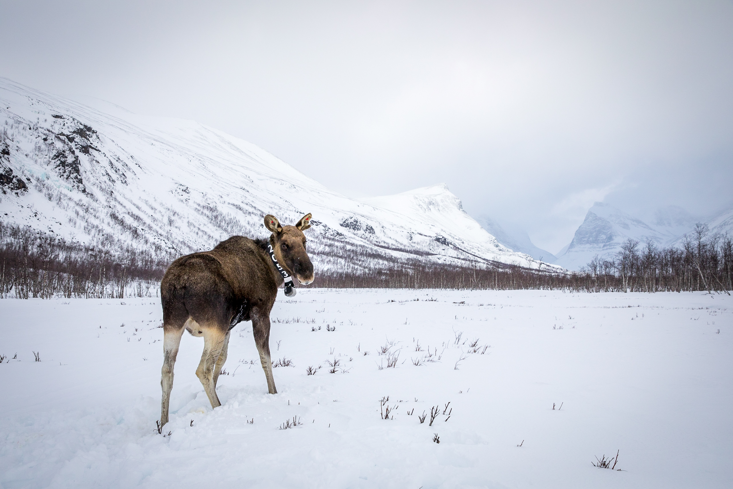 Moose with collar standing in snow-covered mountain landscape.