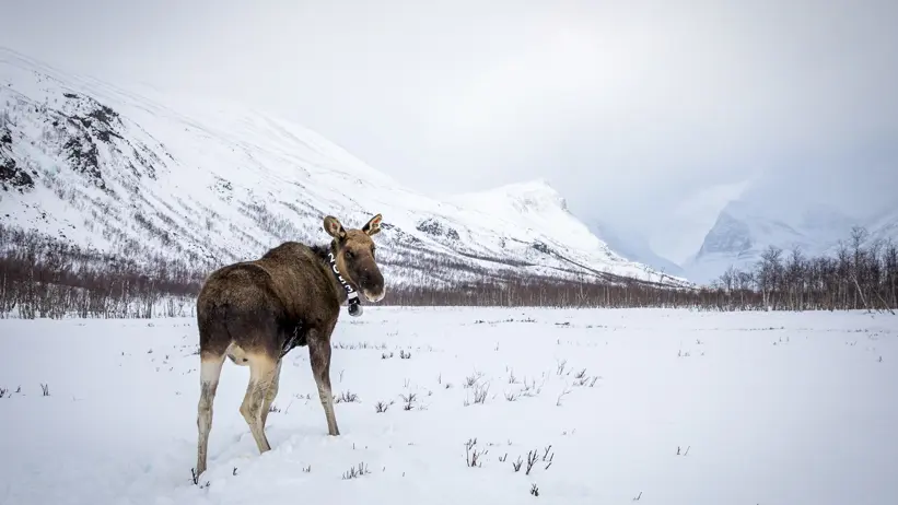 Moose with collar standing in snow-covered mountain landscape.