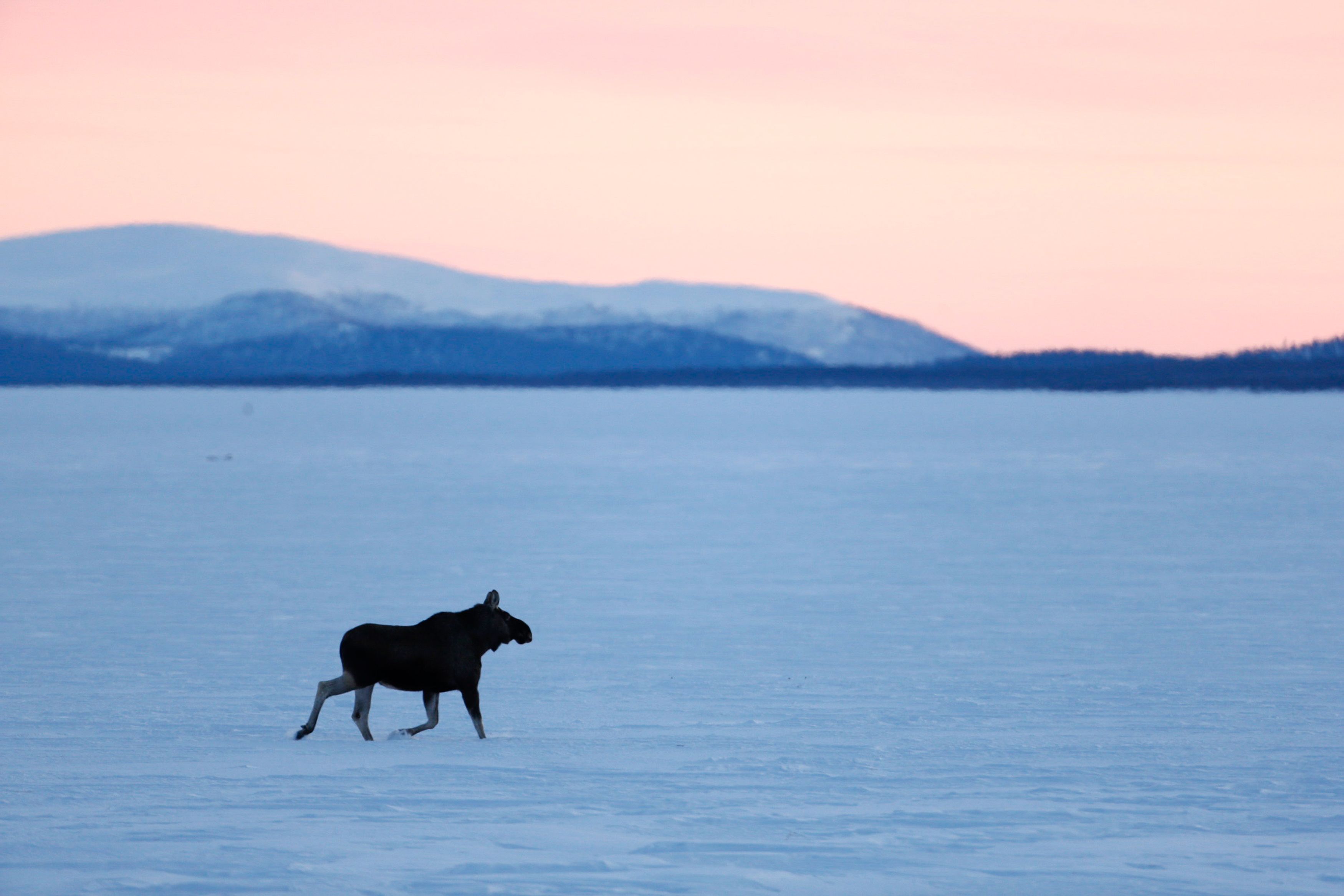Moose walking across a snow-covered landscape at dusk.