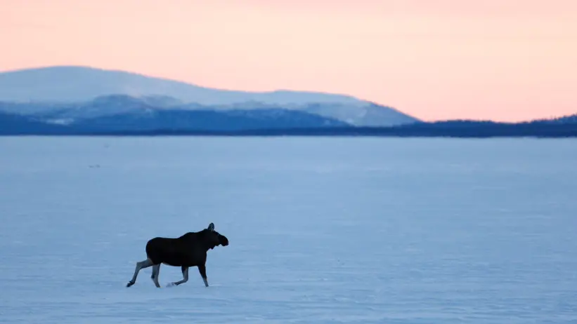 Moose walking across a snow-covered landscape at dusk.