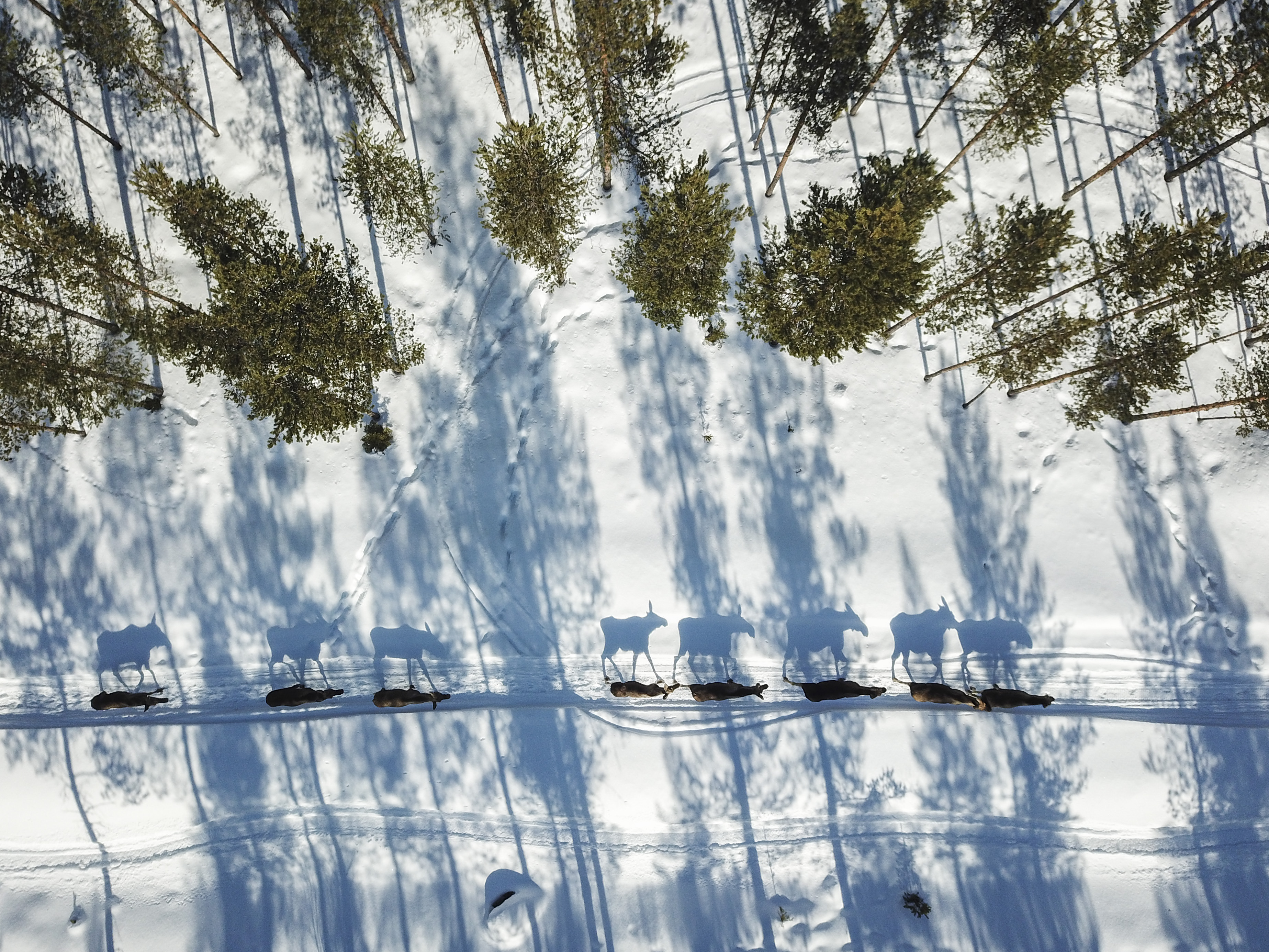 Moose walking through a snow-covered forest.