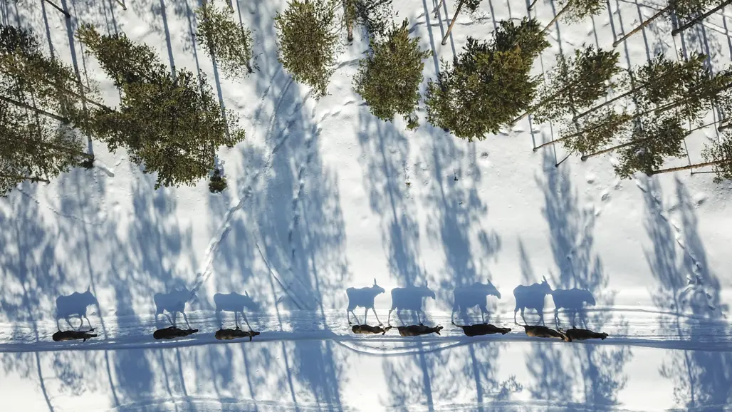 Moose walking through a snow-covered forest.