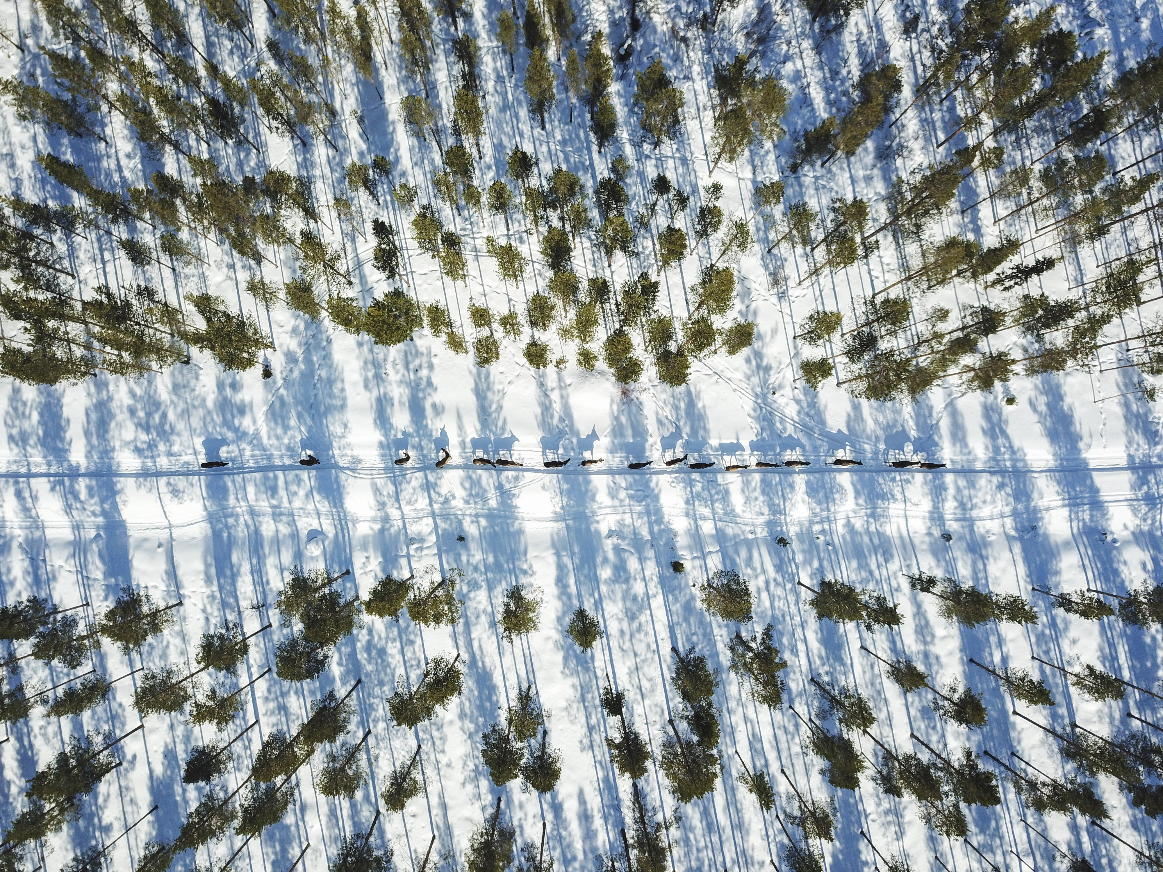 Moose walking through a snow-covered forest.