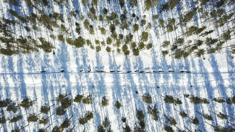 Moose walking through a snow-covered forest.