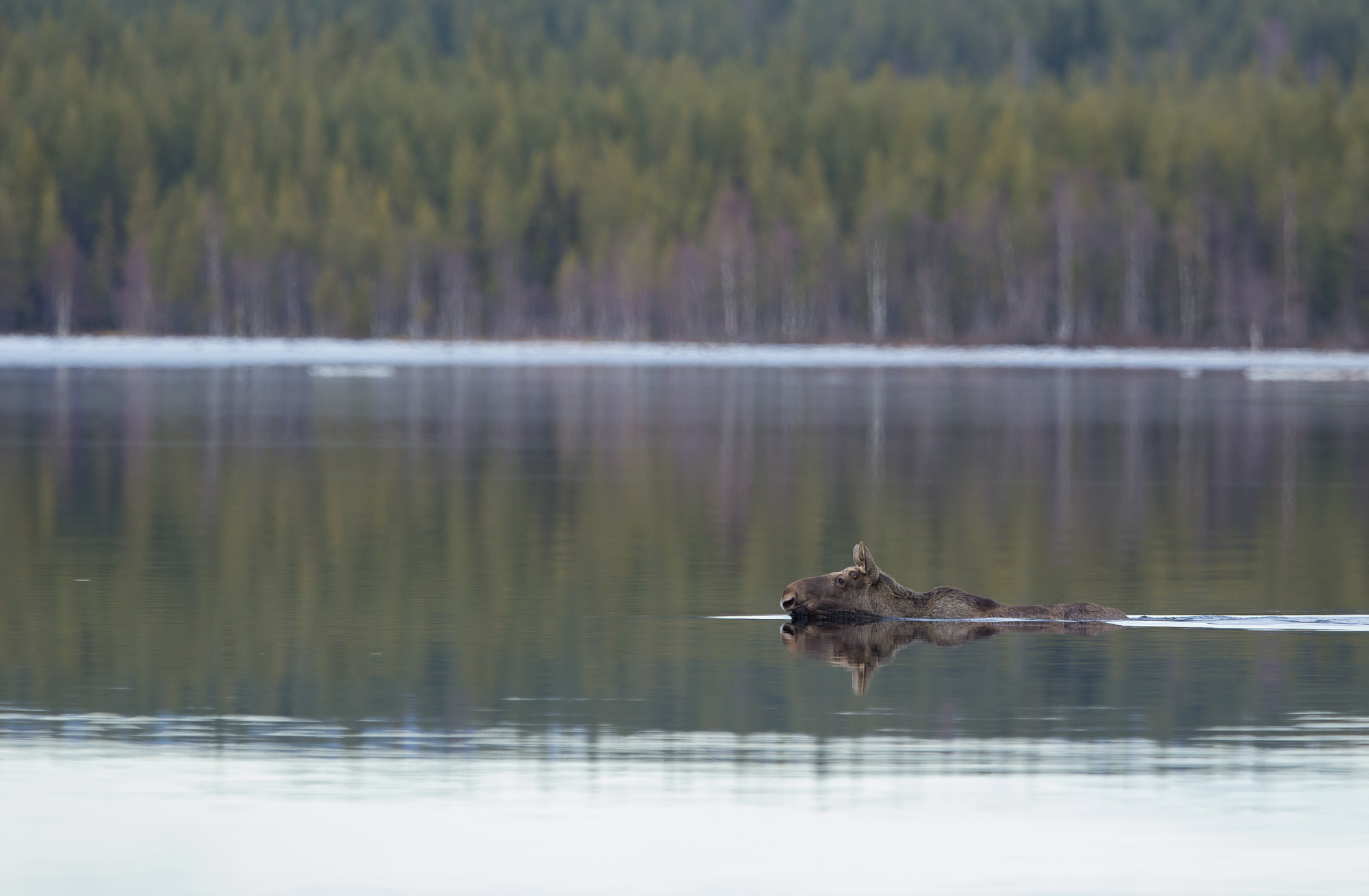 Moose swimming in calm water.
