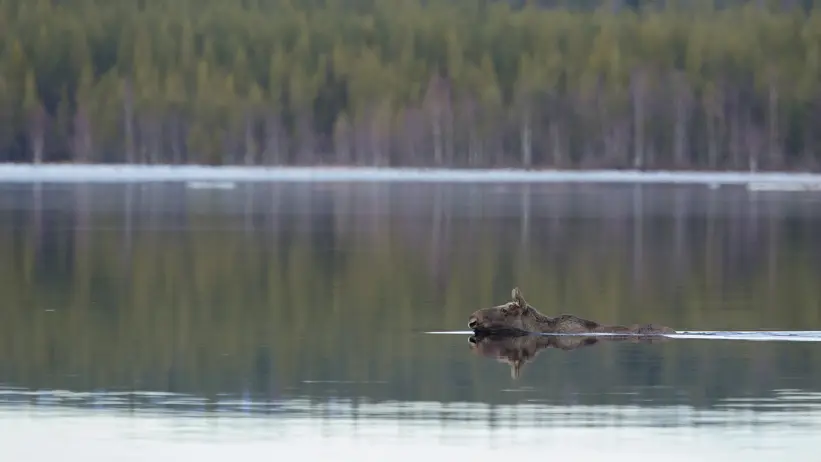 Moose swimming in calm water.