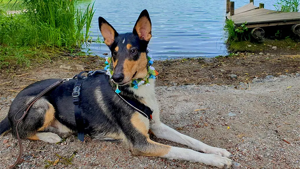 En svart, vit och brun korthårig collie ligger på stranden med vatten och en brygga i bakgrunden. Hunden har en blomsterkrans runt halsen.