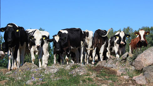 En grupp nötkreatur står i grupp ute.
