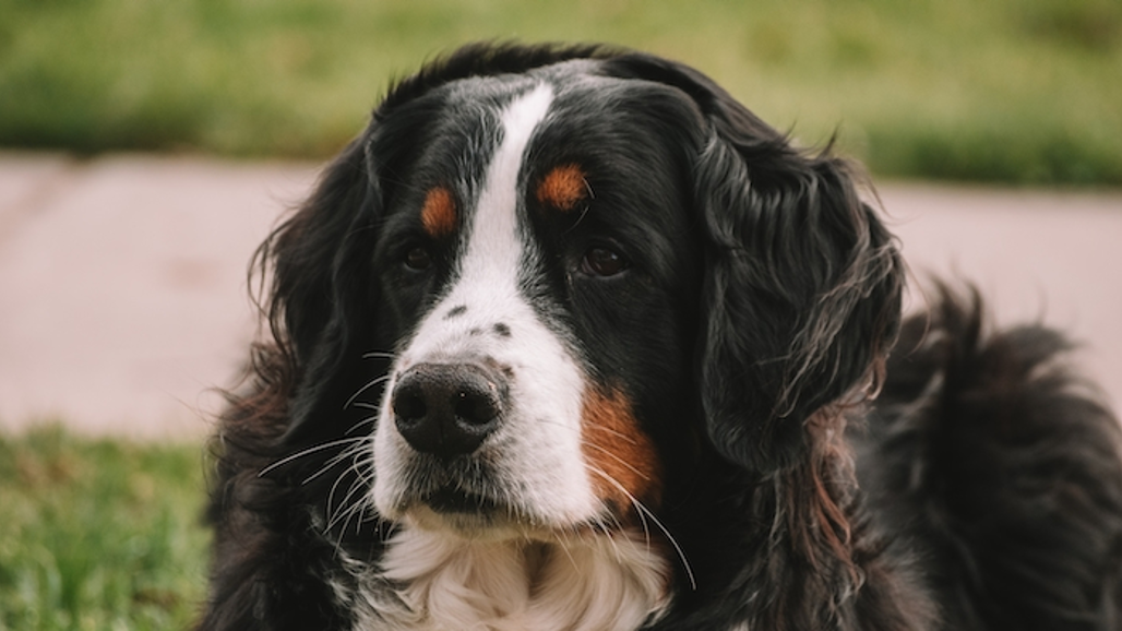 Berner sennen