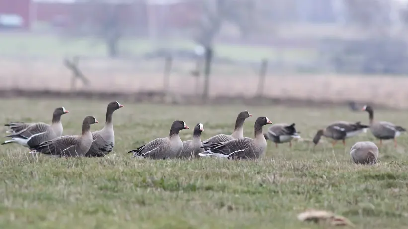 Flock av fåglar på en öppen gräsmark.
