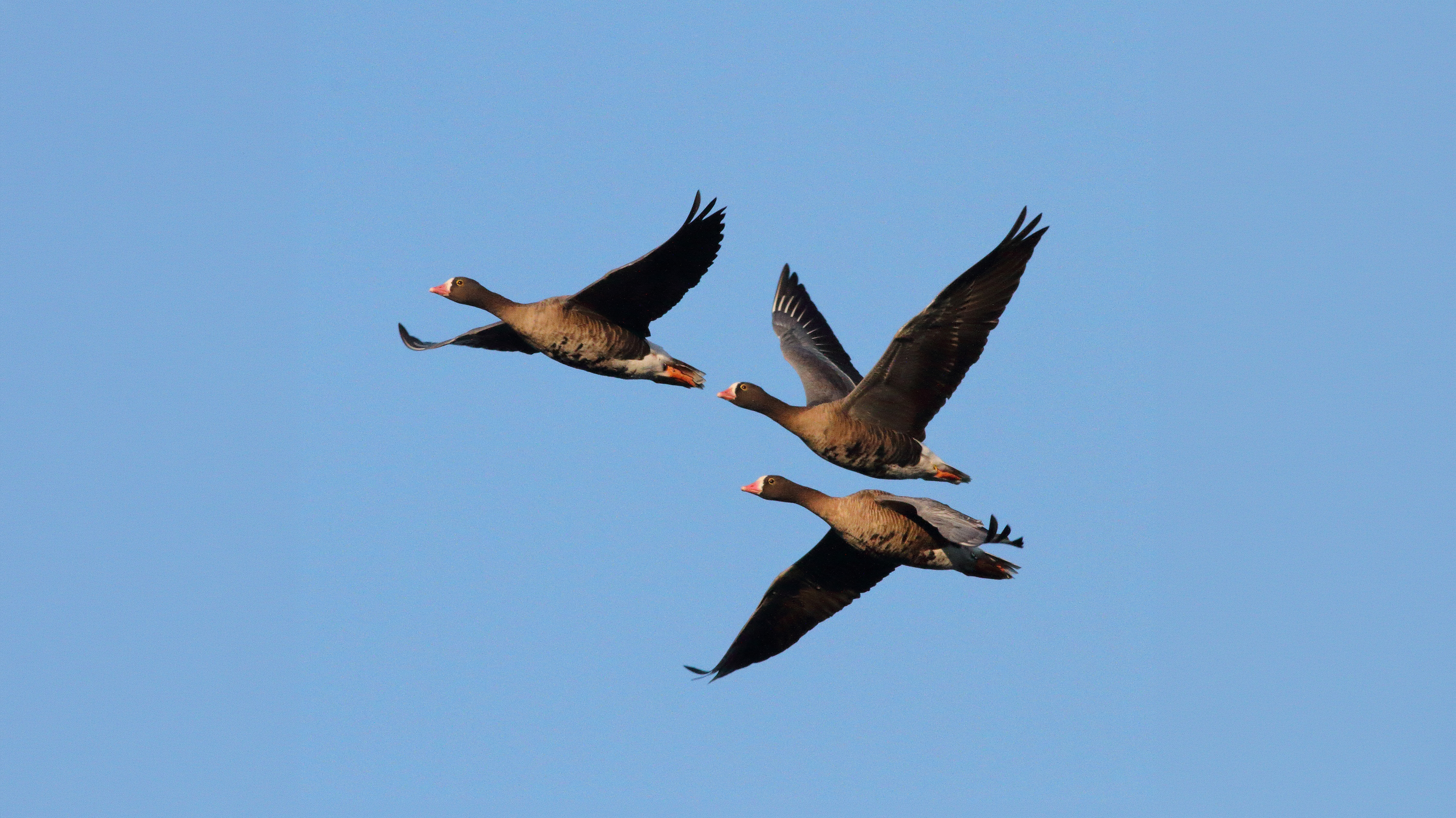 Tre fåglar flyger i flock. Foto