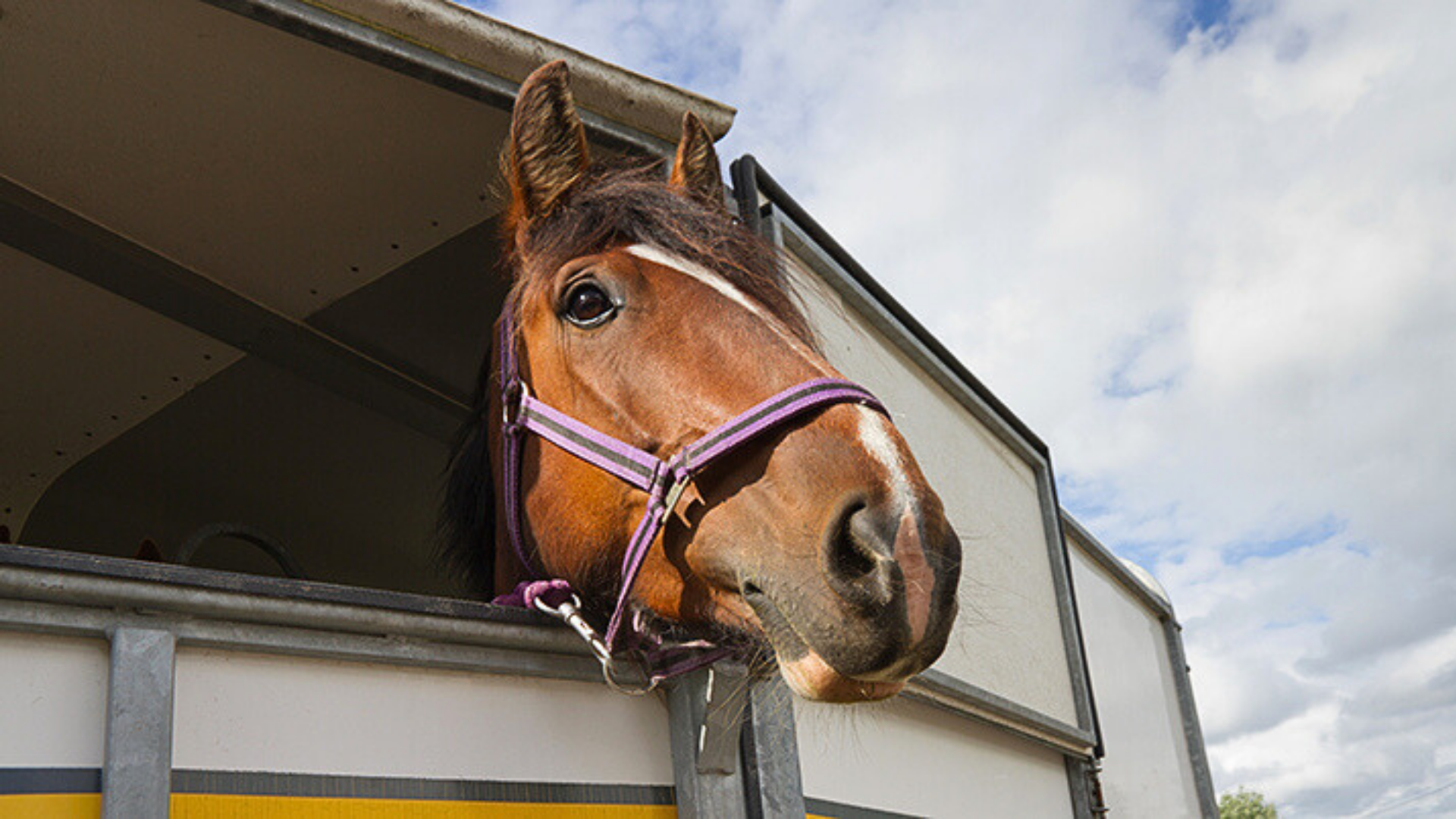 A brown horse sticking its head out of a horse carrier. In the background, a blue sky is visible. 
