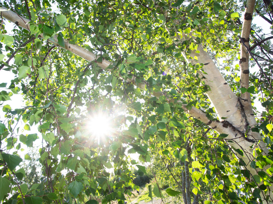 Grönskande björkgrenar som solen lyser igenom.