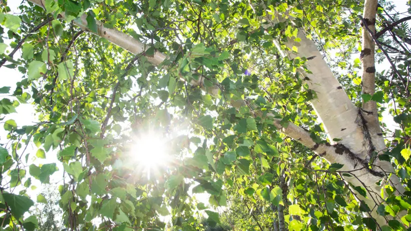Grönskande björkgrenar som solen lyser igenom.