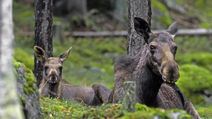 Älgko och älgkalv ligger ned i skogsmiljö.