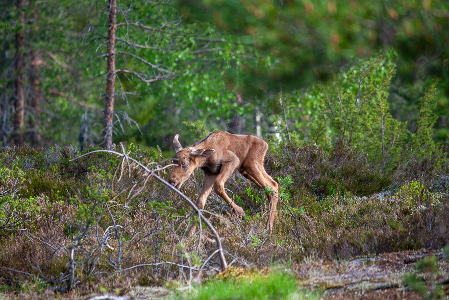 Älgkalv på ostadiga ben i skogsmiljö.